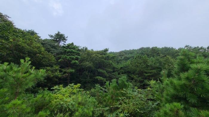 2024타경549377 법원경매 사진2 | 인천 옹진군 임야 경매