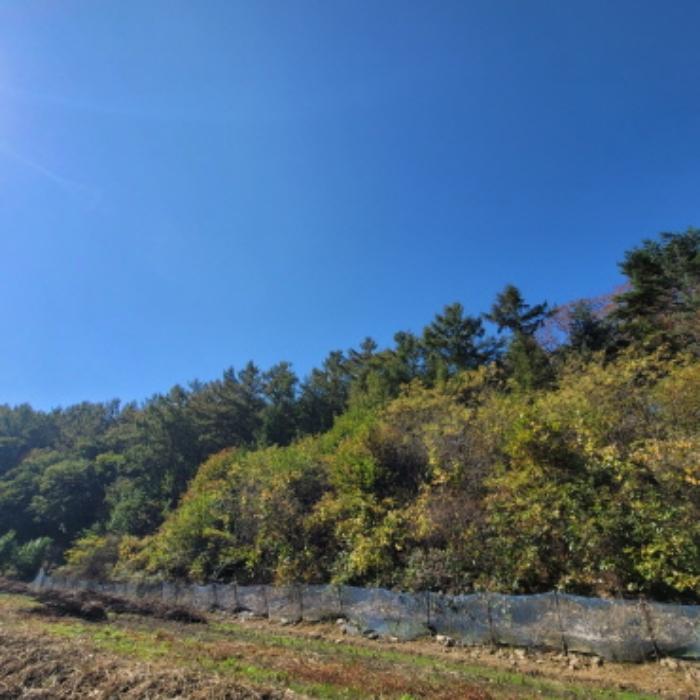 법원경매 2024타경84041 사진10 | 파주시 광탄면 발랑리 임야 경매