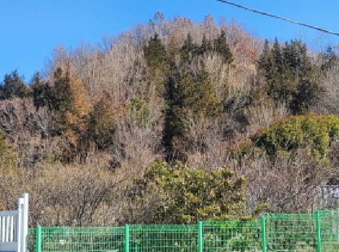 2025타경50206 법원경매 사진13 | 전남 여수시 임야 경매