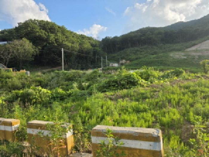 법원경매 2025타경31245 사진10 | 성주군 금수강산면 임야 경매