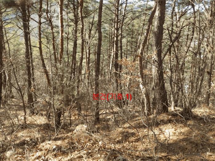 법원경매 2025타경141 사진3 | 합천군 합천읍 용계리 임야 경매