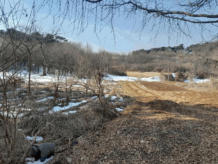 법원경매 2025타경50112 사진8 | 당진시 송악읍 복운리 154-155 임야 경매