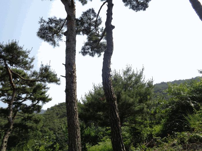 2025타경32892 법원경매 사진3 | 전남 화순군 전 경매