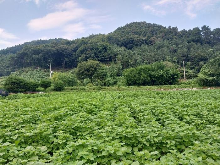 법원경매 2024타경4594 사진4 | 양평군 용문면 연수리 88-10 대지 경매