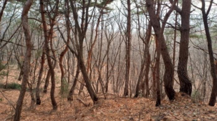 법원경매 2024타경5742 사진3 | 남양주시 진건읍 송능리 임야 경매