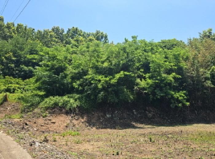 2025타경50484 법원경매 사진7 | 전남 해남군 임야 경매