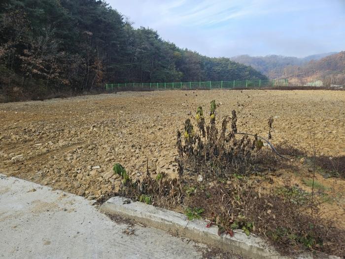법원경매 2024타경1654 사진2 | 안동시 안막동 14-2 대지 경매