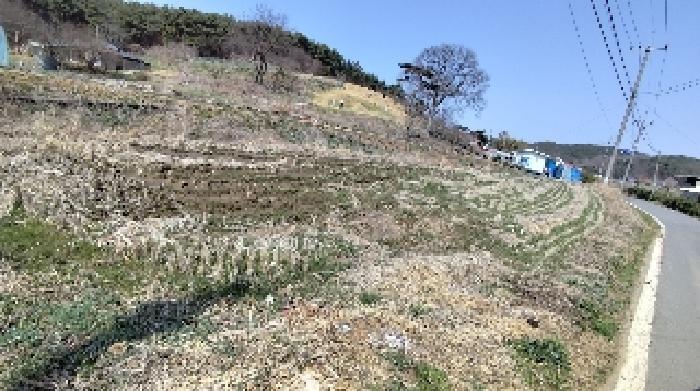 2025타경15597 법원경매 사진6 | 충남 보령시 답 경매