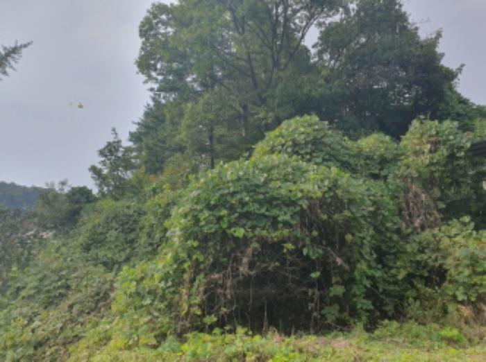 법원경매 2024타경83148 사진7 | 가평군 상면 항사리 577-2 임야 경매