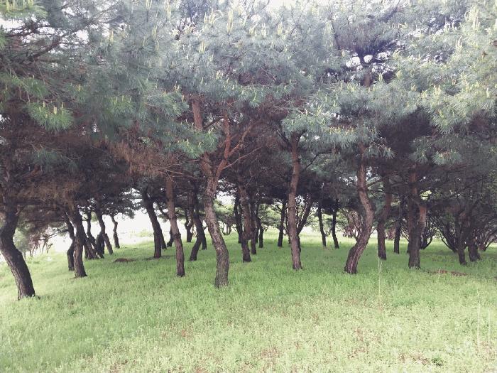 2025타경201 법원경매 사진2 | 전북 고창군 임야 경매