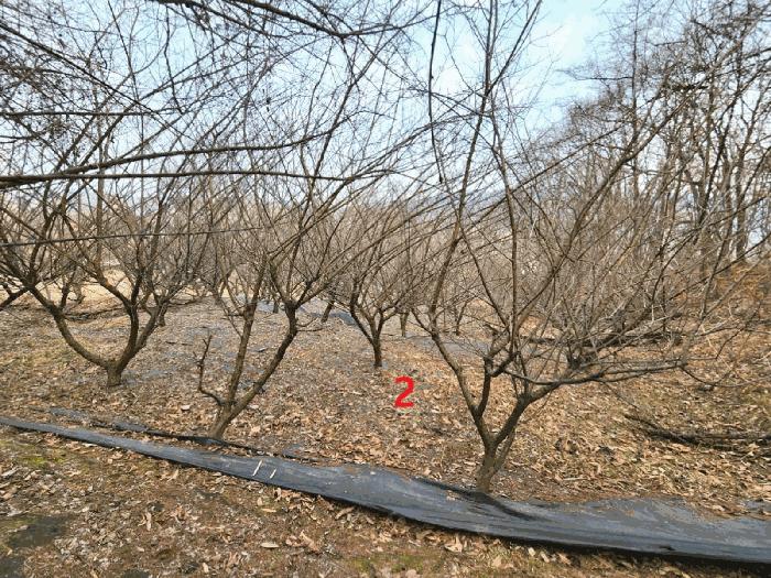 법원경매 2025타경41477 사진4 | 안성시 삼죽면 내강리 157-3 전답 경매