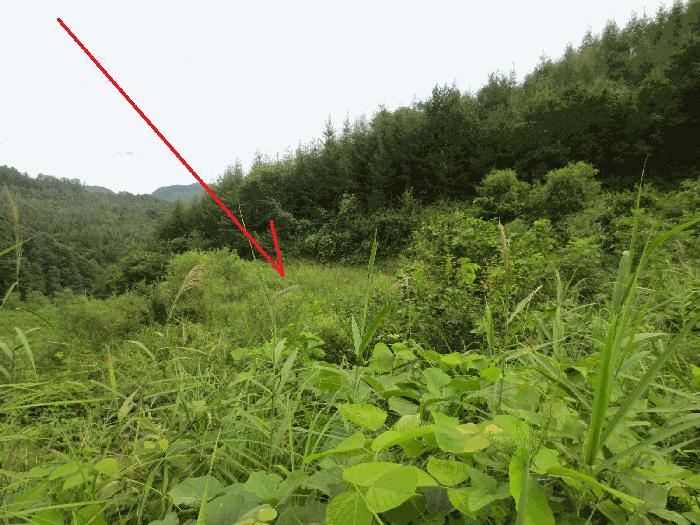 법원경매 2025타경50808 사진4 | 춘천시 동산면 조양리 86 전 경매