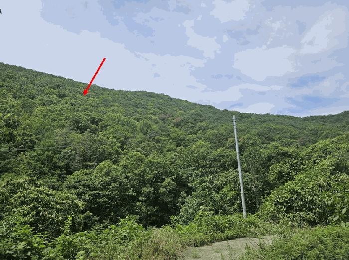 법원경매 2025타경8356 사진6 | 청도군 이서면 칠엽리 임야 경매