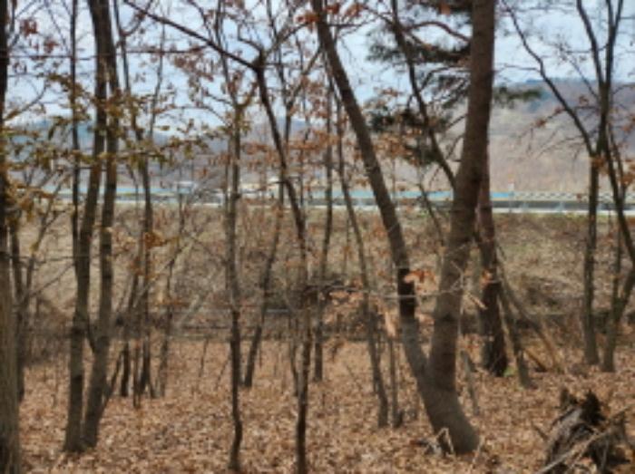 법원경매 2024타경11382 사진10 | 세종 장군면 임야 경매