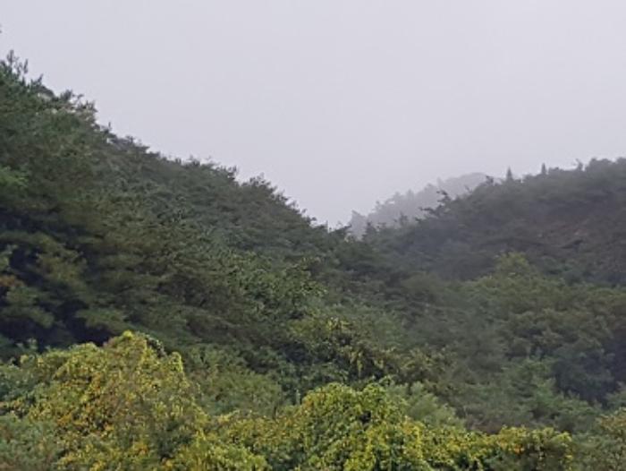 법원경매 2024타경11820 사진5 | 의성군 가음면 현리리 임야 경매