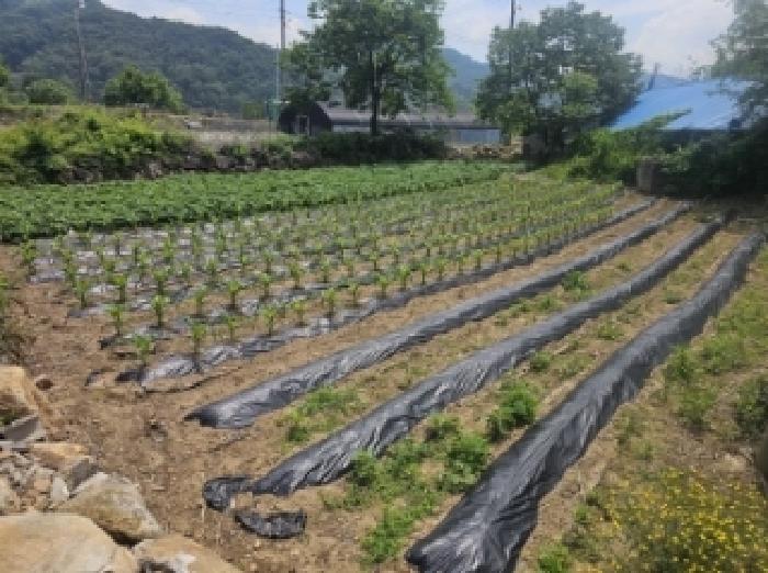 법원경매 2025타경5322 사진19 | 단양군 적성면 하리 398 전 경매