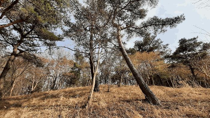 2025타경51263 법원경매 사진3 | 전남 순천시 임야 경매