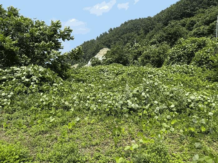 2025타경51660 법원경매 사진6 | 전남 광양시 임야 경매