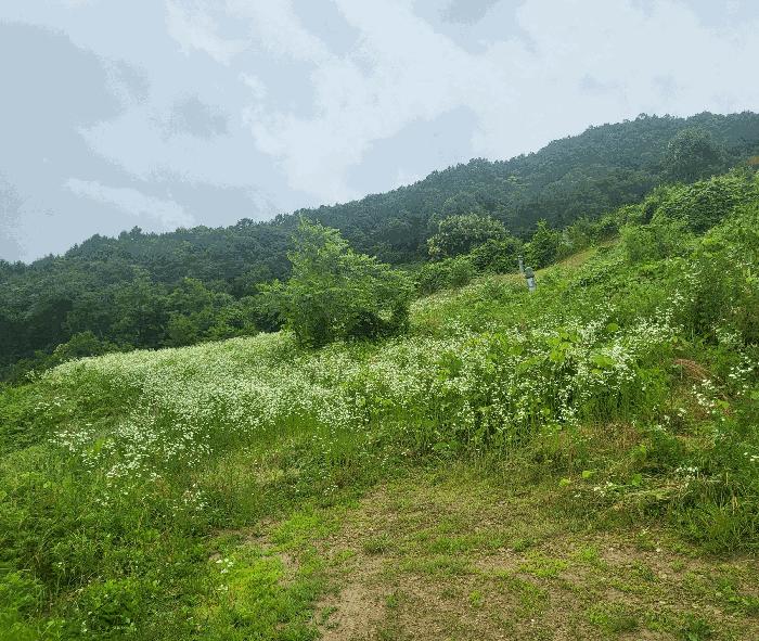 2025타경51395 법원경매 사진4 | 충북 괴산군 전 경매