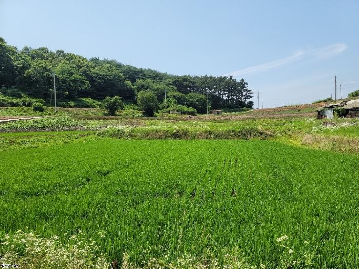 2024타경2567 법원경매 사진7 | 충남 당진시 대지 경매