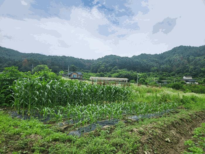 법원경매 2025타경1432 사진3 | 춘천시 남산면 방곡리 570 전답 경매