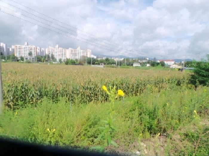 법원경매 2025타경50814 사진3 | 춘천시 우두동 340-63 전 경매