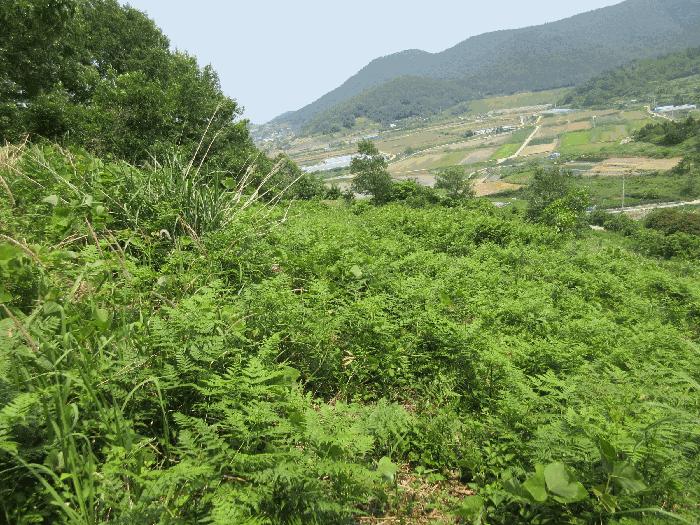 2025타경51548 법원경매 사진2 | 전남 여수시 임야 경매