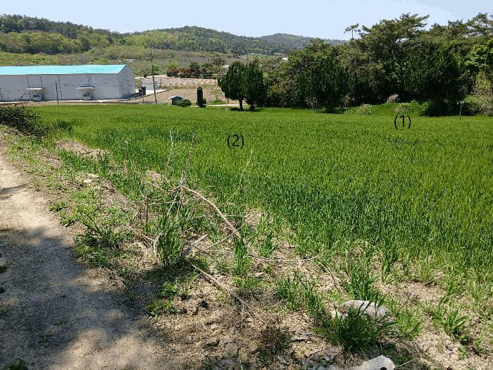 2025타경51038 법원경매 사진5 | 전남 함평군 임야 경매