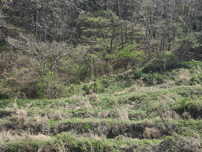 경남 통영시 산양읍 풍화리 산170 임야 사진 3