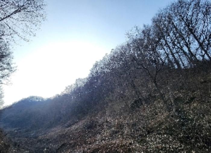 2024타경11506 법원경매 사진5 | 충북 영동군 임야 경매