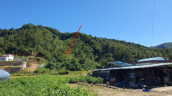 법원경매 2024타경5337 사진3 | 양평군 강하면 성덕리 임야 경매