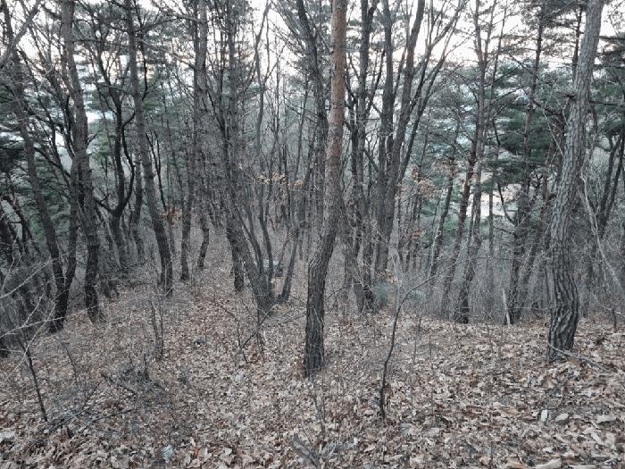 2025타경305 법원경매 사진3 | 울산 북구 임야 경매