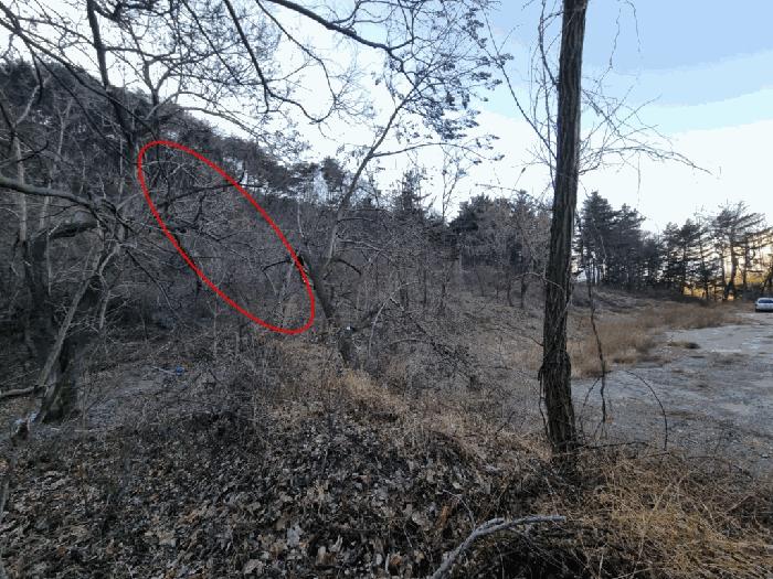 2025타경305 법원경매 사진9 | 울산 북구 임야 경매