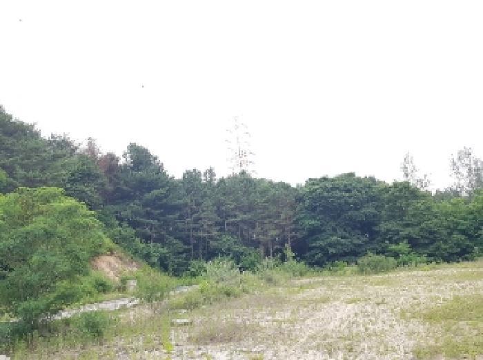 법원경매 2025타경50715 사진7 | 춘천시 퇴계동 임야 경매