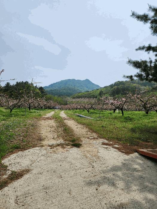 2025타경30490 법원경매 사진9 | 충북 충주시 대지,임야,전답 경매