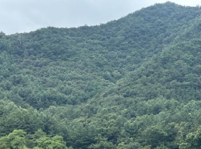 2025타경51440 법원경매 사진5 | 충북 괴산군 임야 경매
