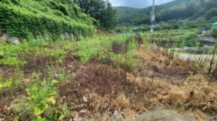 법원경매 2024타경6702 사진10 | 양산시 상북면 임야 경매