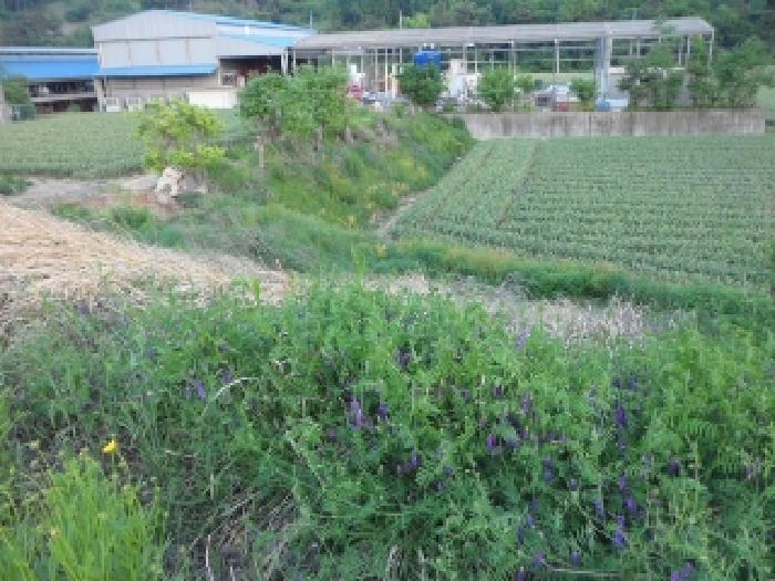 법원경매 2025타경31247 사진3 | 대구 달성군 구지면 전 경매