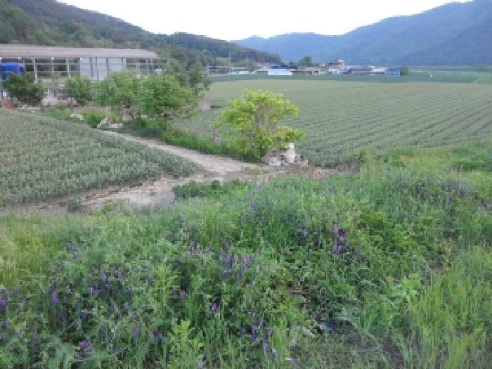 법원경매 2025타경31247 사진5 | 대구 달성군 구지면 전 경매
