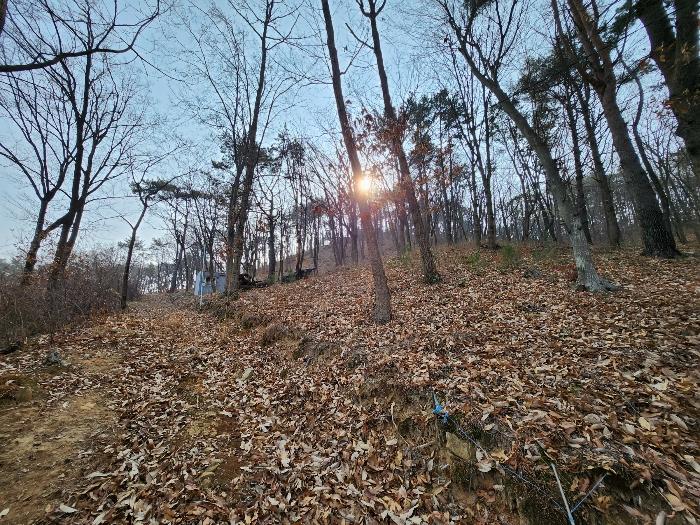 법원경매 2024타경113627 사진4 | 부산 기장군 장안읍 용소리 임야 경매