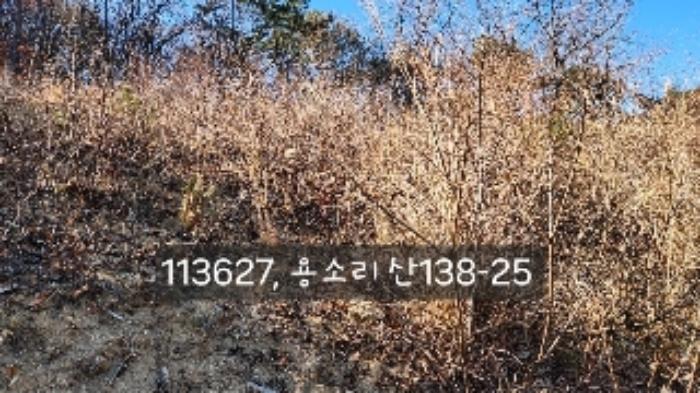 법원경매 2024타경113627 사진6 | 부산 기장군 장안읍 용소리 임야 경매