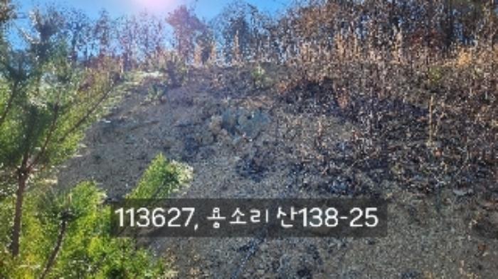 법원경매 2024타경113627 사진7 | 부산 기장군 장안읍 용소리 임야 경매