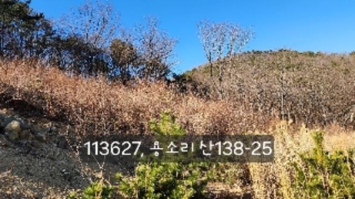 법원경매 2024타경113627 사진8 | 부산 기장군 장안읍 용소리 임야 경매
