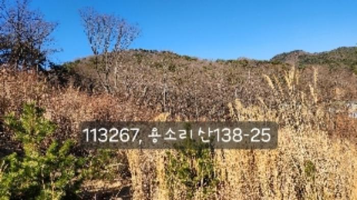 법원경매 2024타경113627 사진9 | 부산 기장군 장안읍 용소리 임야 경매