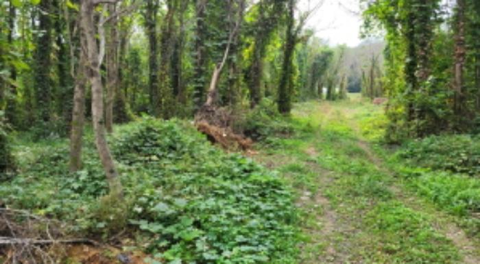 법원경매 2024타경5467 사진32 | 김포시 하성면 가금리 274-15 임야 경매