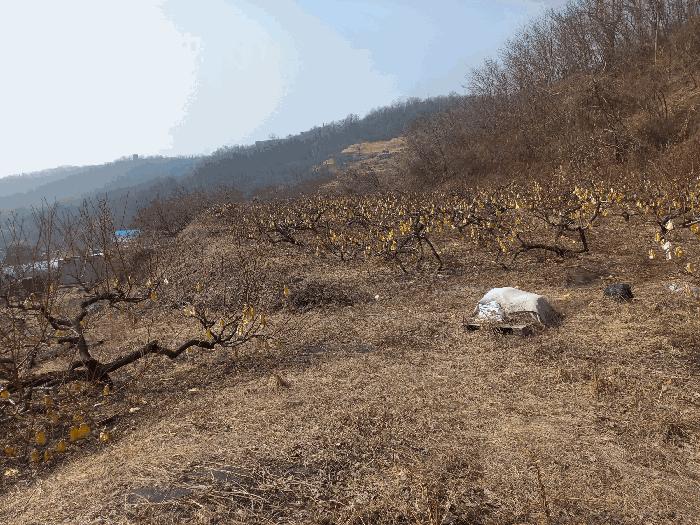 2025타경51703 법원경매 사진2 | 경기 시흥시 임야 경매