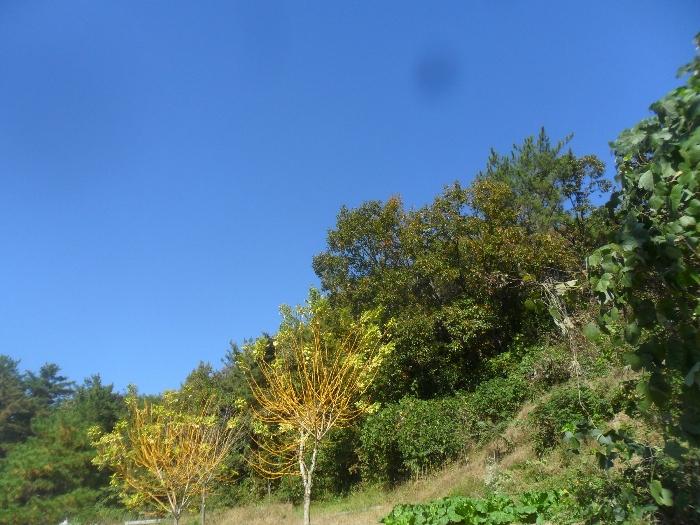 경상남도 의령군 지정면 오천리 산44 법원경매 물건 대표사진