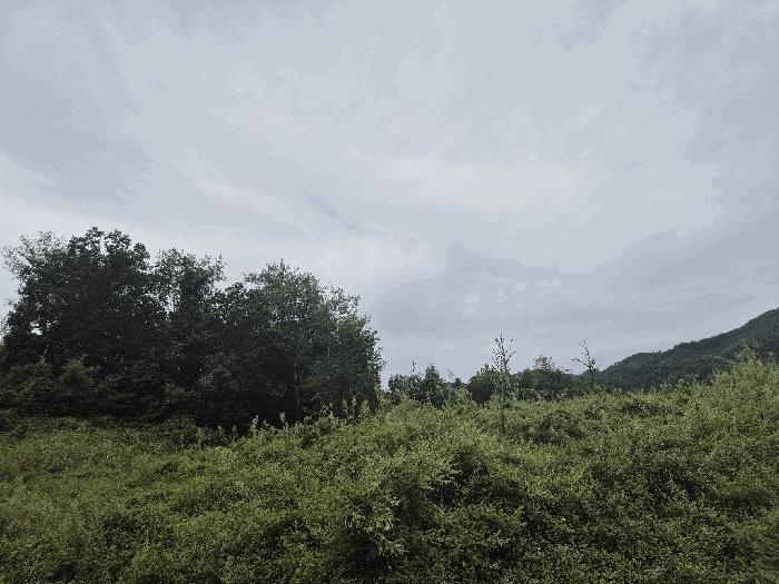 2024타경5663 법원경매 사진2 | 충북 괴산군 임야 경매