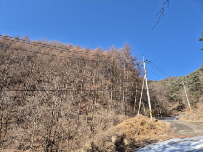 법원경매 2025타경10164 사진24 | 영양군 청기면 산운리 임야 경매