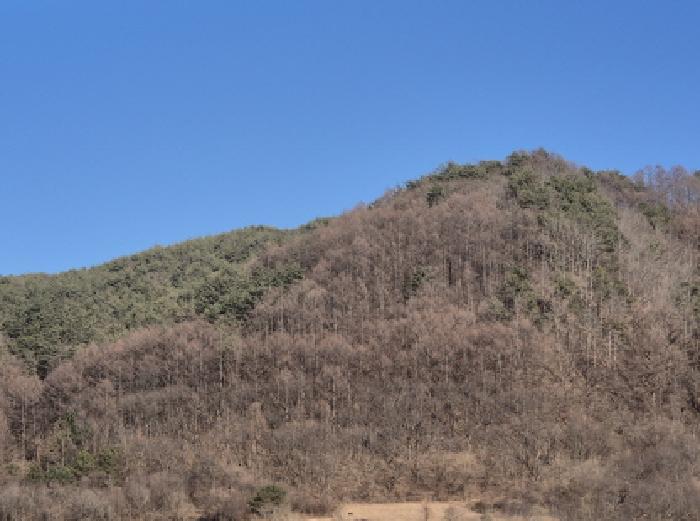 법원경매 2025타경10164 사진31 | 영양군 영양읍 임야 경매